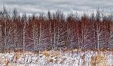 Birch Woods_20338